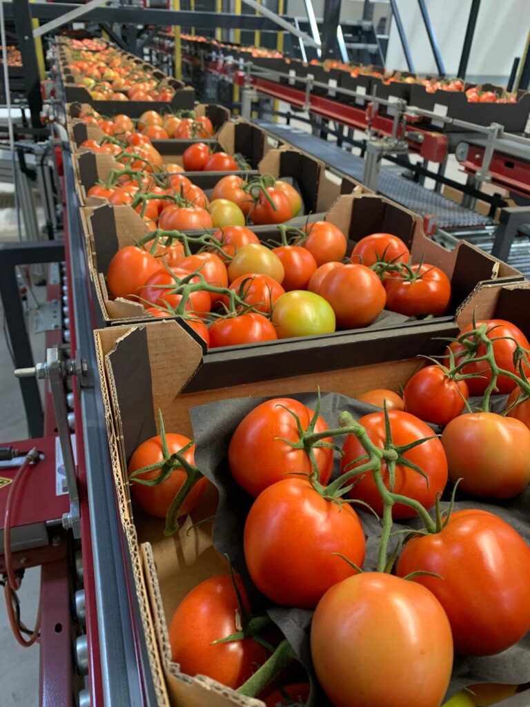 Tomatoes in line